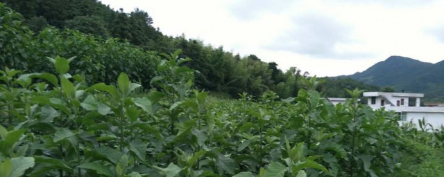 南非葉有什麼功效作用 南非葉的功效作用介紹