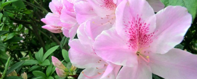 杜鵑花什麼顏色 杜鵑花顏色