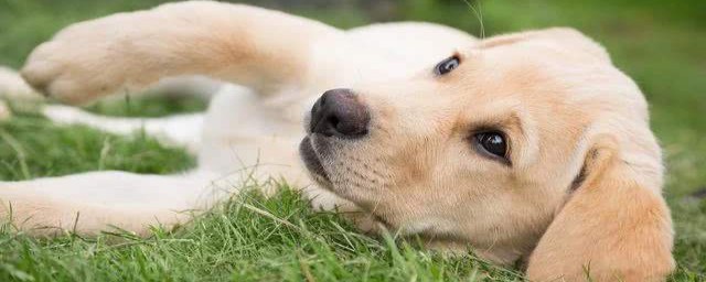 拉佈拉多犬特點 拉佈拉多有哪些特點