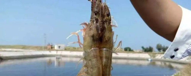 對蝦排泄物怎麼處理 對蝦排泄物處理方法