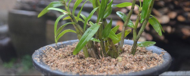 石斛種植方法 石斛怎麼種植