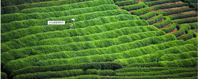 四大名茶之一的龍井茶產自哪裡? 龍井茶產地