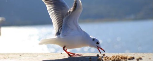 素有海上清潔工綽號的海鳥是 海鷗的生活習性
