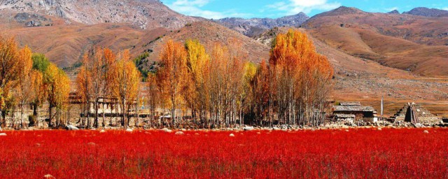 稻城亞丁紅草地是什麼草 稻城亞丁紅草地景區在哪裡