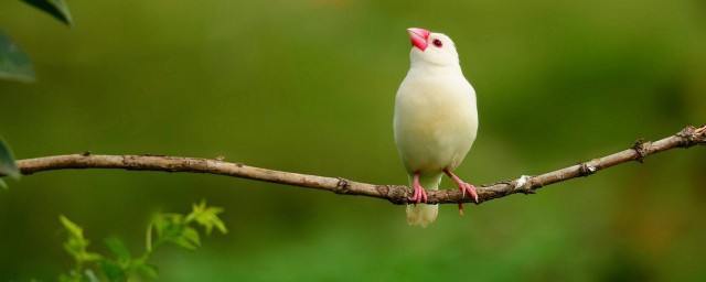 文鳥怎麼養 文鳥養殖方法