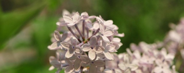 丁香花怎麼養怎麼種 丁香花養方法