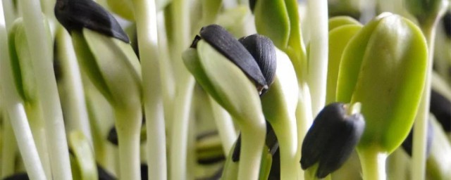 怎麼做油葵菜 油葵菜怎麼做好吃