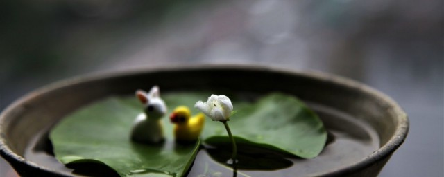 一葉蓮的養殖方法和註意事項 養一葉蓮要用什麼水