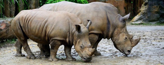 世界動物日是幾月幾號 這個節是怎麼誕生的