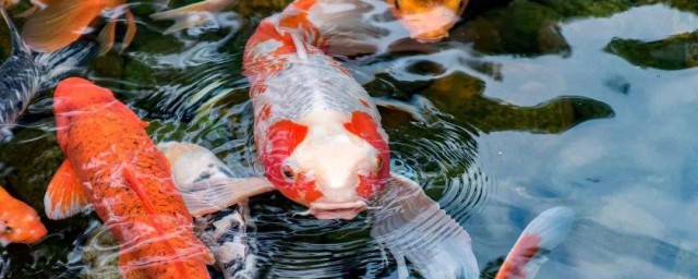 養魚養幾條好風水 養魚養多少比較好