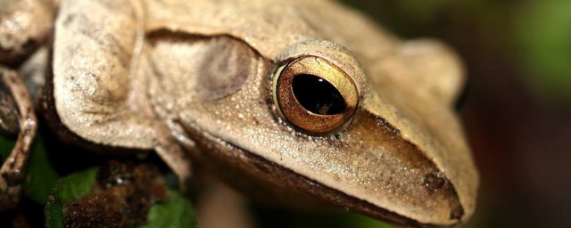 兩棲動物是什麼意思 什麼是兩棲動物