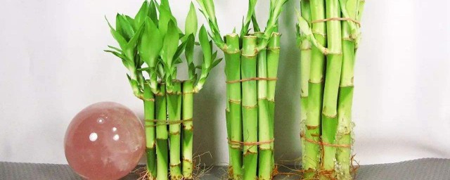 富貴竹要怎麼樣很會茂盛 養殖富貴竹的註意事項