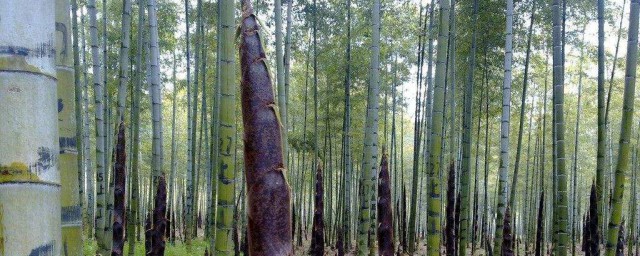 竹林裡的竹筍怎麼做 步驟教給你