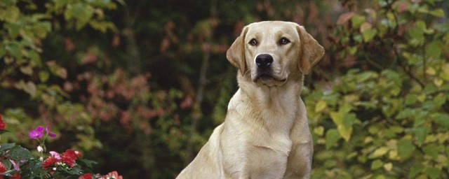 拉佈拉多犬介紹 拉佈拉多犬簡介