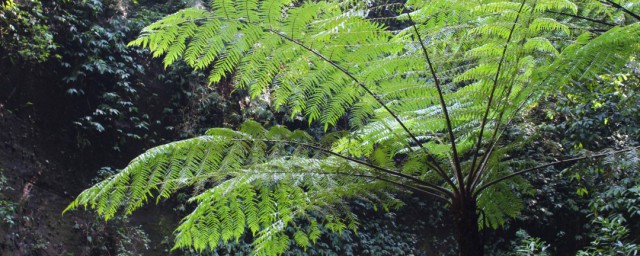 植物活化石有哪些 植物活化石介紹