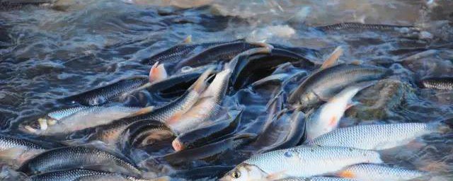 吃生冷怎麼調理 吃溫熱性的食物調理
