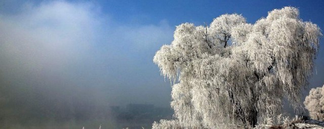 大雪節氣吃什麼傳統食物 大雪節氣吃的傳統食物簡述