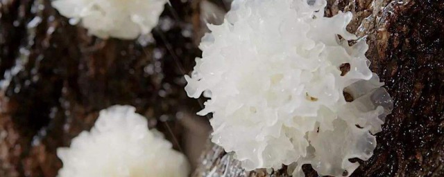 銀耳怎麼做呢 銀耳做菜