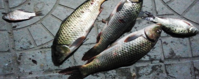 草魚破肚的方法 完整殺草魚的步驟
