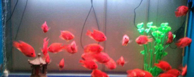 魚缸水渾渾的怎麼解決 魚缸水渾濁的解決方法