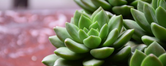 多肉的葉子全掉瞭是什麼原因 關於多肉植物葉片掉落到底是什麼原因導致的?