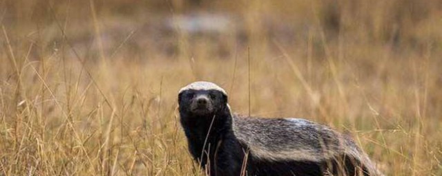 世界上最厲害的動物 最厲害的動物是蜜獾