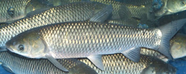 野釣草魚教程 野釣草魚的技巧