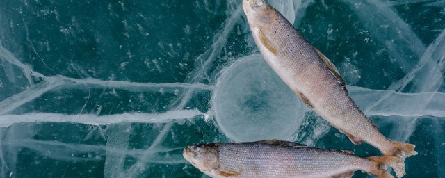 如何野釣大鯽魚 野釣大鯽魚的技巧分享