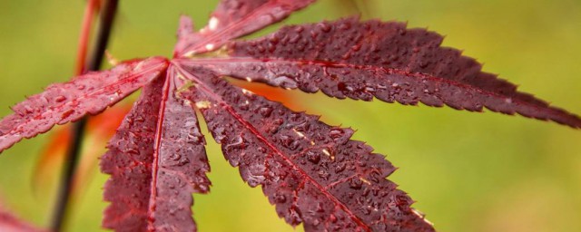 秋雨綿綿的心情說說 有關秋雨的句子