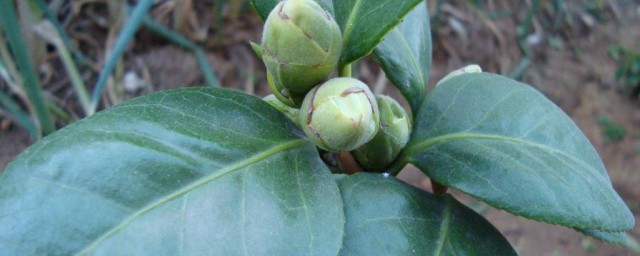 茶花掉葉子的補救方法 茶花掉葉子的補救方法介紹