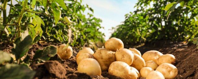 土豆的菜園種植方法 什麼時間種植合適