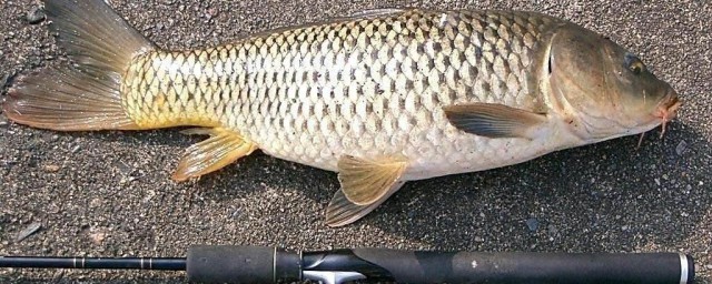 農村野河釣鯉魚方法 野河釣鯉魚的技巧