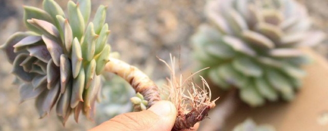 多肉生氣根怎麼處理 多肉生氣根處理方法介紹