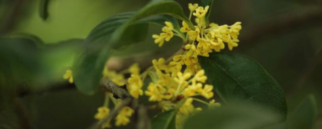 盆栽桂花樹種植技術與註意事項 盆栽桂花樹種植技術與註意事項有哪些