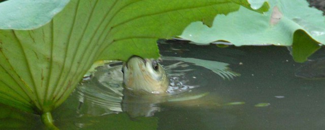 釣草魚用什麼好釣 有什麼技巧