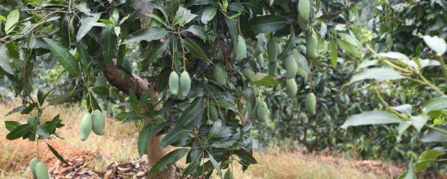 芒果種子盆栽種植方法 希望可以幫助到有需要的朋友