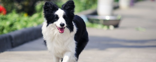 邊牧犬的聰明程度介紹 邊境牧羊犬聰明到什麼程度