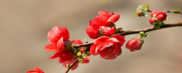 紅瘦指的是哪種花 紅瘦指的是海棠花