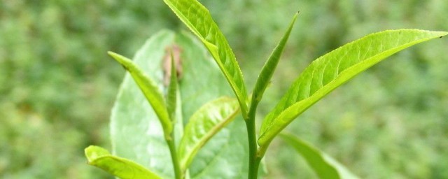 新手怎麼選擇茶葉 新手選擇茶葉的方法