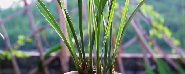 蘭花怎麼養最好 蘭花如何養殖