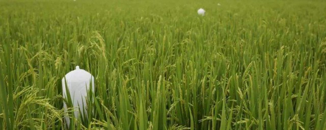 馬鞍山特產 分別有什麼特色