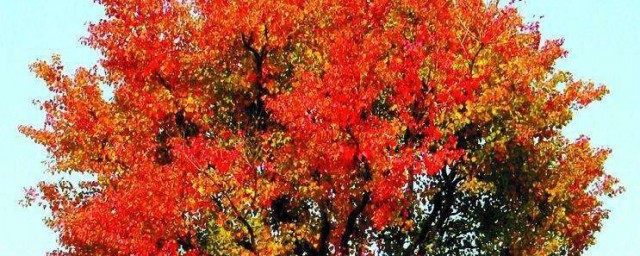 樹紅樹碧高低影的意思 樹紅樹碧高低影的意思是什麼