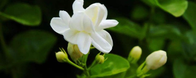茉莉花傢庭養殖方法 怎麼養茉莉花