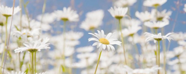 種植雛菊的方法 如何種雛菊