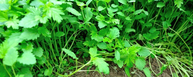 夏天35度怎樣種植香菜 高溫時間種香菜操作方法