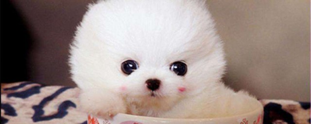 茶杯犬為什麼不能養 茶杯犬不能養的原因