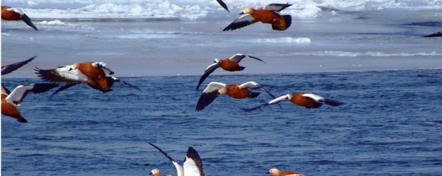 天高任鳥飛意思 天高任鳥飛意思及出處