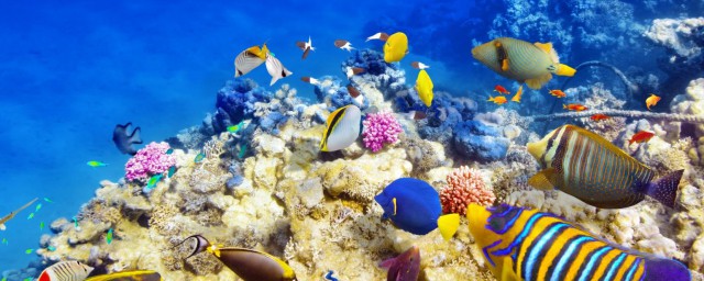 關於海底世界的資料 關於海底世界的資料有什麼