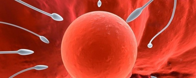 卵細胞的形成過程 卵細胞的形成過程是什麼