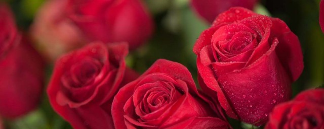 紅玫瑰的花語 紅玫瑰的花語是什麼